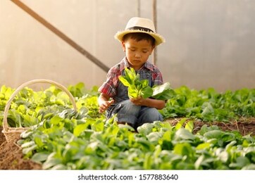 an asian boy is picking vegetables from a plot in a organic house.