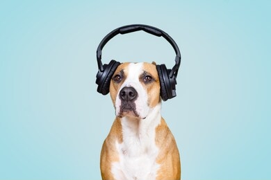 dog in noise cancelling headphones, blue isolated background. the concept of pets being afraid of loud noises or fireworks