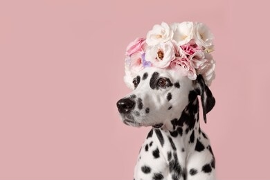 adorable dalmatian dog with wreath on pink background. dog portrait with floral crown. i love you. happy valentines day concept
