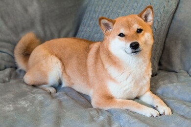 red dog breed shiba inu is lying on the grey sofa at home. cute dog. front view