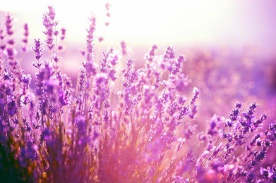 lavender field in the summer 