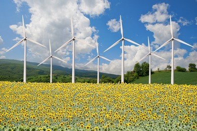 wind power plant and sunflower field