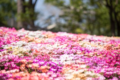 flower field with colorful flowers