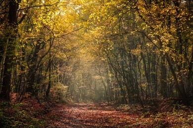 autumn forest road leaves view. autumn leaves ground. autumn forest road landscape. autumn leaves road view