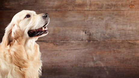 dog golden retriever in front of natural wooden background