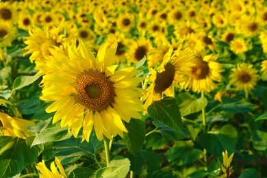 field with sunflowers. sunflower close up. advertising banner. advertising sunflower seeds and oil. rows of sunflowers.