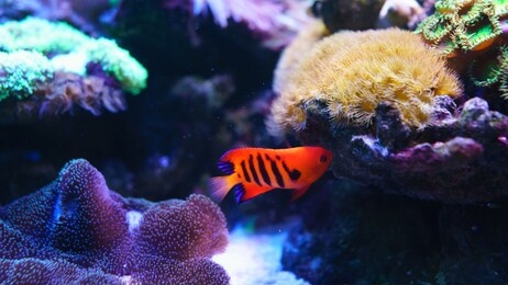 flame angelfish, centropyge loricula, is a dwarf or pygmy marine angelfish from the tropical waters of the pacific ocean
