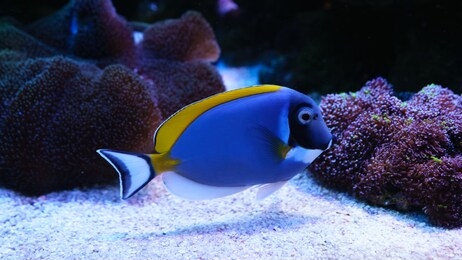 acanthurus leucosternon powder blue tang and powderblue surgeonfish swimming in aquarium. selective focus