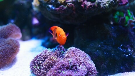 flame angelfish, centropyge loricula, is a dwarf or pygmy marine angelfish from the tropical waters of the pacific ocean. selective focus