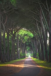 san rossore and migliariino park, footpath in pine tree misty forest or pinewood. pisa, tuscany, italy europe