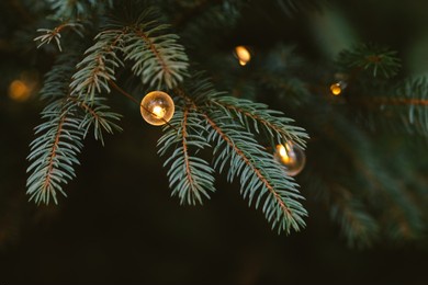 fluffy branches of a spruce or fir-tree with christmas lights. christmas wallpaper or postcard concept. close-up. place for text.