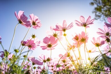 closeup nature view of flower cosmos on blurred background in garden with copy space for text using as summer background natural flower plants landscape, ecology, fresh wallpaper concept.