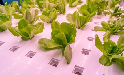 organic hydroponic vegetable grow with led light indoor farm,agriculture technology