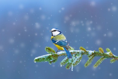 winter and nature. cold day and cute blue tit. blue nature background.