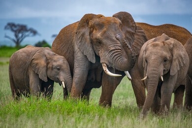 young african bush elephants standing close together, amongst lush green grasses. they have been rolling in the red mud. lake amboseli, kenya