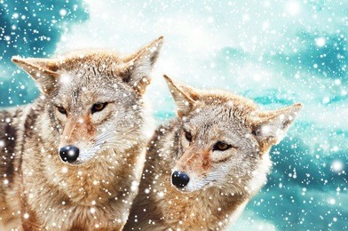 coyote pair against the blue winter sky. animals in the wild.