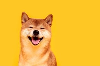 happy shiba inu dog on yellow. red-haired japanese dog smile portrait
