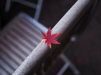 one leaf of red japanese maple on the chair board, very shallow depth of field