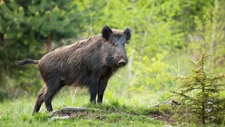dominant wild boar, sus scrofa, displaying on a hill near little spruce tree. wild animal standing on a horizon on horizon on glade in forest. strong mammal in wilderness.
