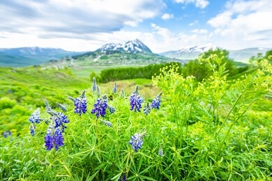 mount crested butte, colorado in background in summer with green grass and foreground of purple blue lupine flowers wide angle view