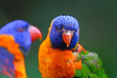 view of two colorful lorikeet birds in melbourne, australia