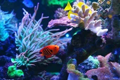 flame angelfish, flame angel fish, flame angel or centropyge loricula swimming in aquarium. selective focus