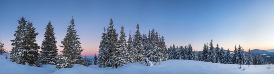 picturesque landscape of a snowy forest growing in the hills among the snowdrifts pink-purple sunset in a frosty winter evening. place for advertising