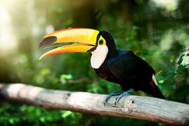 a bright toucan bird with a large open yellow beak and dark colored feathers sits on a large branch