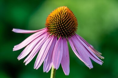 orange pink flower on a green blurry background