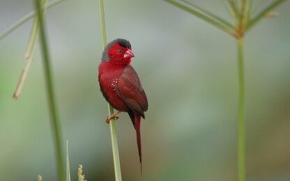 male crimson finch, northern territory australia