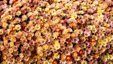 beautiful background of bed of aster flowers