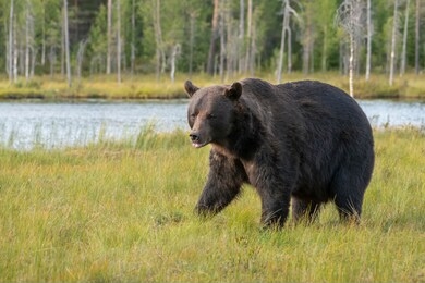 beautiful and majestic big european brown bear (ursus arctos arctos) walking / hunting  around lake in the evening light. dangerous animal in nature taiga forest and meadow habitat of kuhmo, finland. 