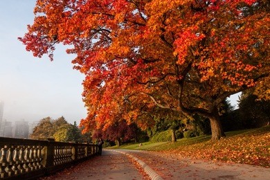autumn maple tree at stanley park 