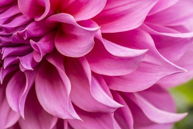 close up of pink flower : aster with pink petals and yellow heart for background or texture