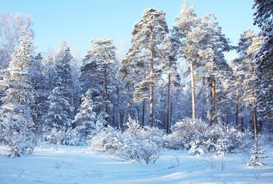 cold day in the snowy winter forest