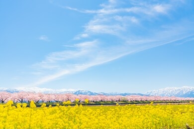 the landscape in spring of japan in the season of cherry blossoms, the landscape in toyama at asahimachi.(row of cherry trees of funakawaberi)