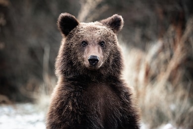 portrait of a young brown bear in the forest. looking at the camera