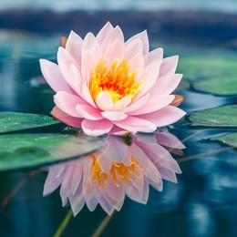 a beautiful pink waterlily or lotus flower in pond
