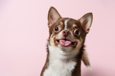 cute brown mexican chihuahua dog with tongue out isolated on pink background. dog looking to camera. copy space