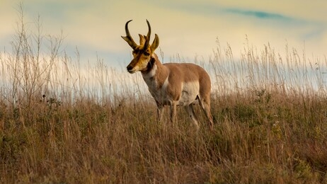 september 24, 2019, custer state park, south dakota, usa - pronghorn antelope fastest animal in north america, custer state park