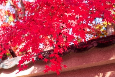 autumn leaves in kyoto japan