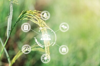 innovation technology for smart farm system, agriculture management, technology and rice fields concept. 