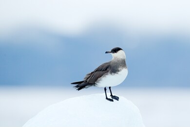 arctic skua, stercorarius parasiticus, sitting on the stone with dark blue sea in background, svalbard. travelling in the arctic sea. marine bird siting on the ice glacier in the sea habitat.