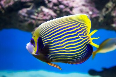 fish angel imperial, emperor angelfish, on a blue background of the seabed. marine life, exotic fish, subtropics.