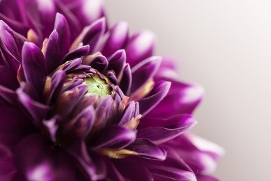 purple flower close-up