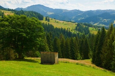 beautiful summer landscape, high spruces on hills, blue cloudy sky and wildflowers - travel destination scenic, carpathian mountains