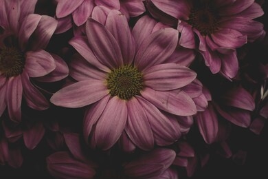beautiful close up picture of rose flowers. an image processed to look romantic and a bit nostalgic. 
