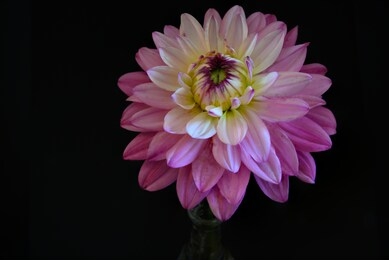 dahlia ￼cut flower in vase. black background horizontal copy space.
