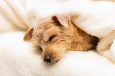 norfolk terrier dog sleeping in a blanket
