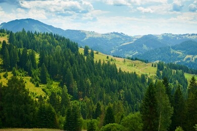 beautiful summer landscape, high spruces on hills, blue cloudy sky and wildflowers - travel destination scenic, carpathian mountains